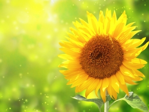 Bright yellow sunflower on green background